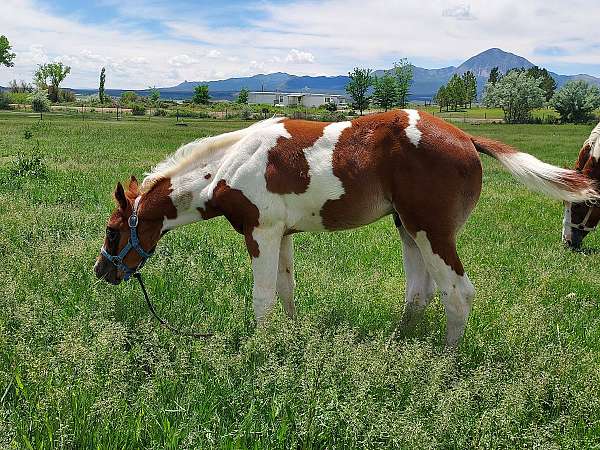 teenager-paint-horse