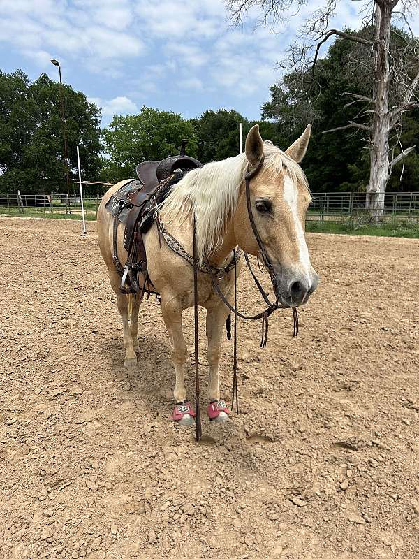 quarter-horse-for-sale