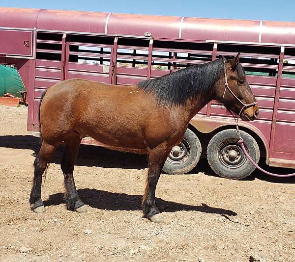 color-mustang-horse