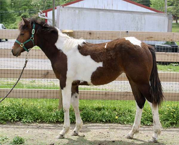 bay-tobiano-filly-yearling-for-sale
