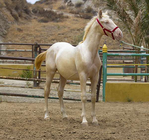 purarazaespaola-andalusian-pony