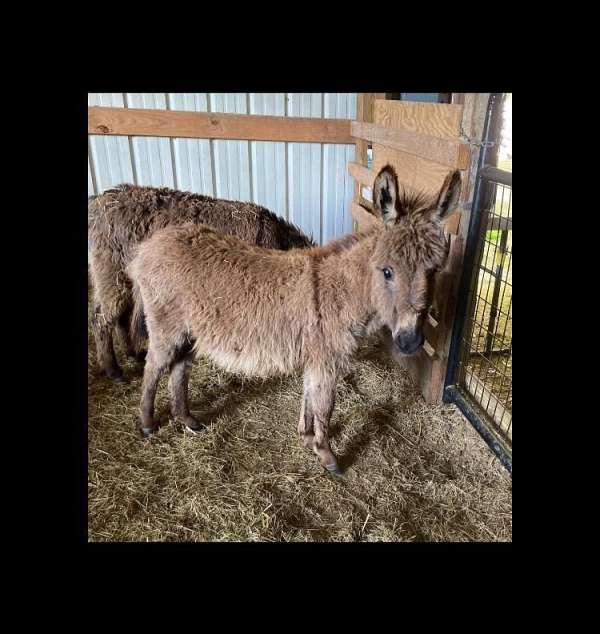 Miniature Donkey Jack Weanling