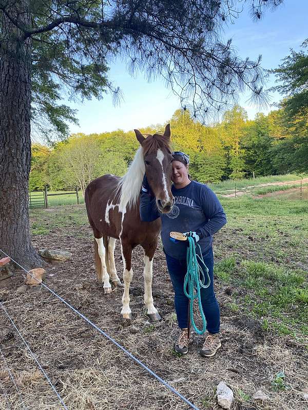 companion-therapy-paint-horse