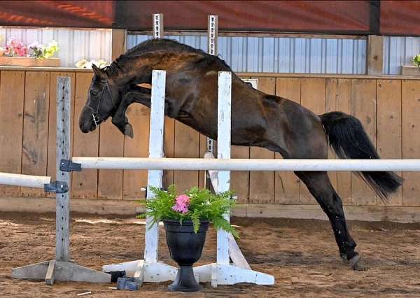 started-under-welsh-pony