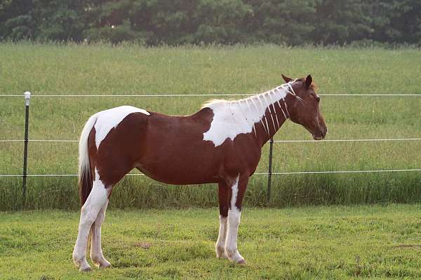 paint-pony-mare