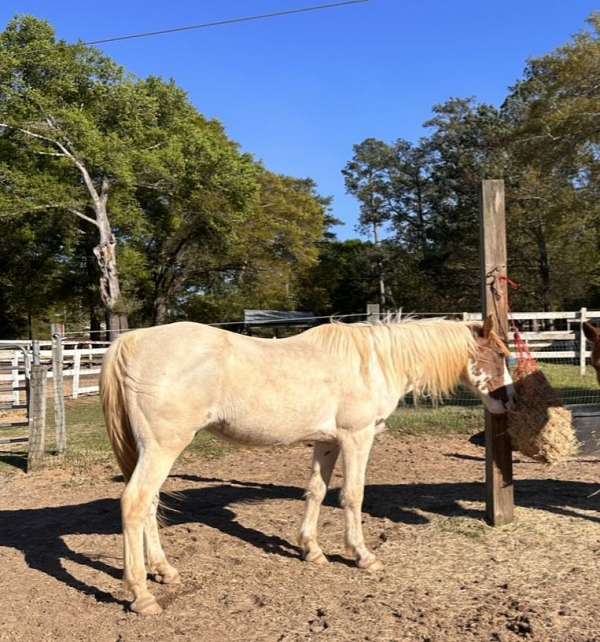 15-hand-tennessee-walking-gelding