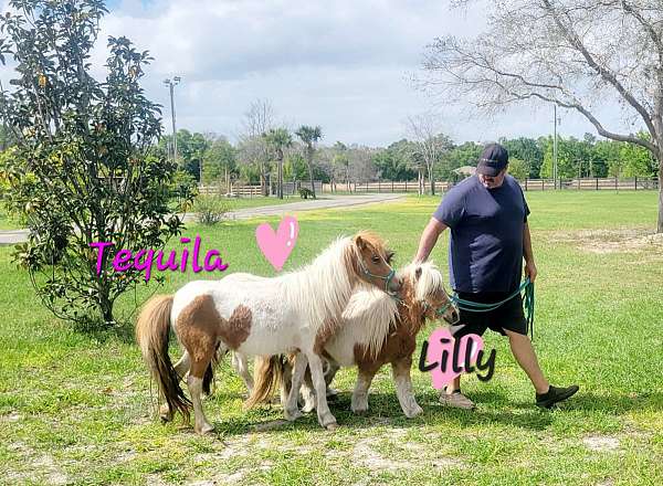 appointment-miniature-horse