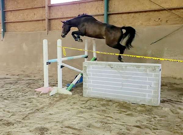 jumper-stallion-mare