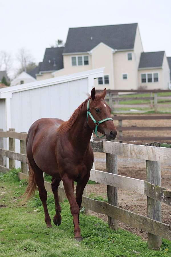 quarter-horse-stallion