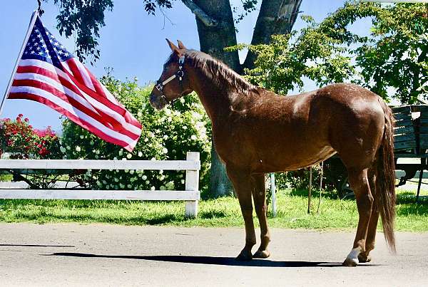 barrels-poa-pony