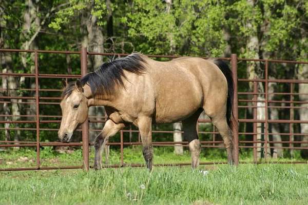 buckskin-finished-project-horse