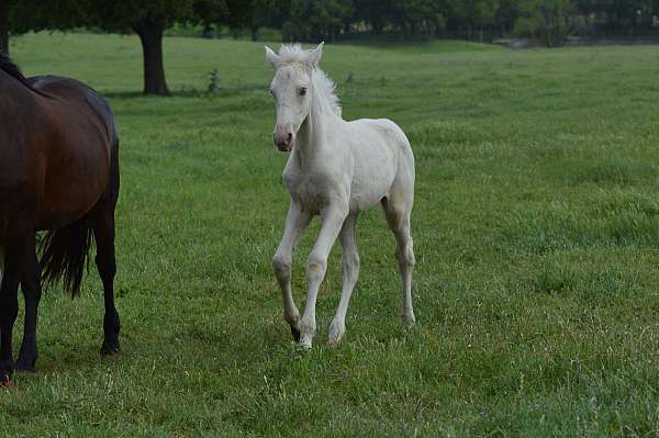 cremello-ancce-filly