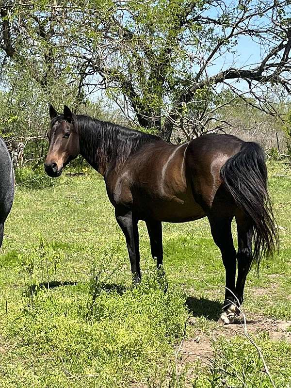 brown-western-ridin-horse