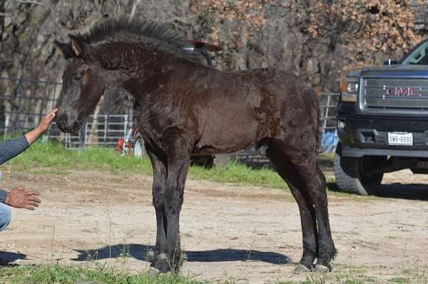 friesian-colt