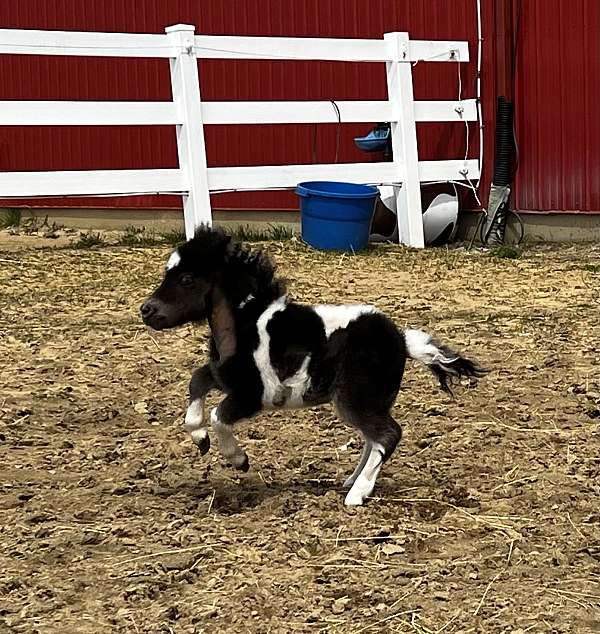 miniature-pony-filly-mare
