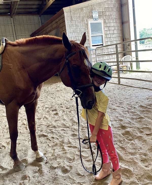 beginner-kid-safe-thoroughbred-horse