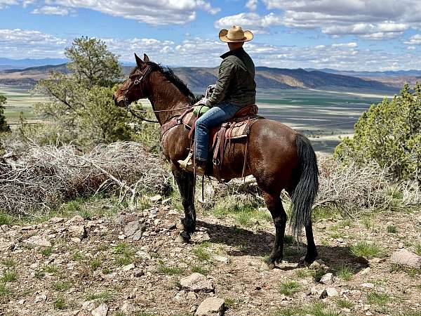 tennessee-walking-mare