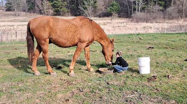 beginner-draft-horse