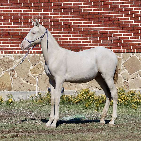 black-isabelo-andalusian-colt-stallion