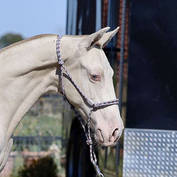 black-isabelo-breeding-stallion-horse