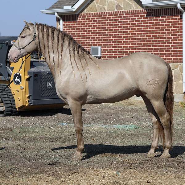 breeding-program-colt