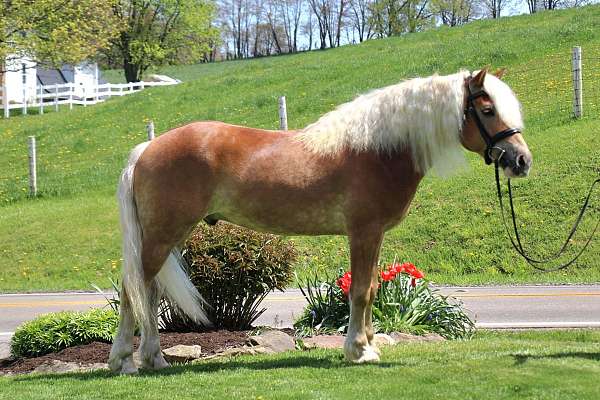 chestnut-white-mane-tail-horse