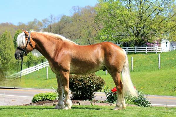 all-around-haflinger-horse