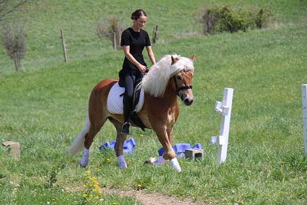 athletic-haflinger-horse