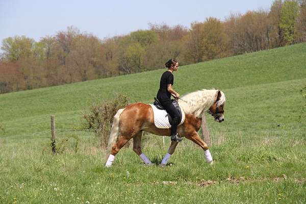 companion-haflinger-horse