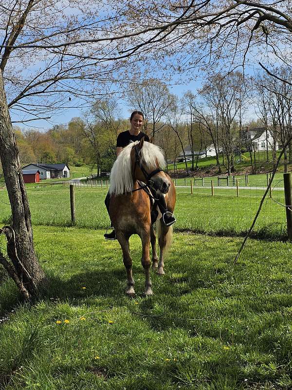 driving-haflinger-horse