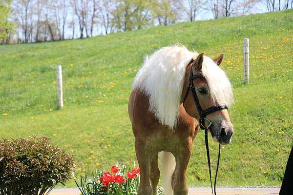 dressage-haflinger-horse