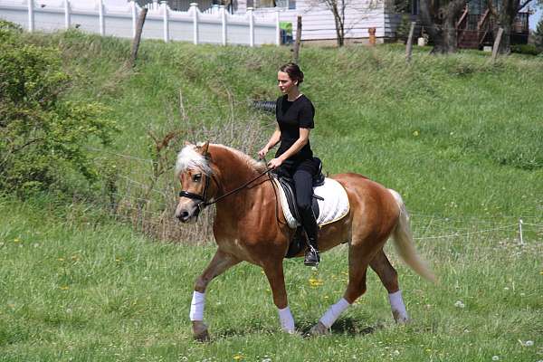 futurity-eligible-haflinger-horse