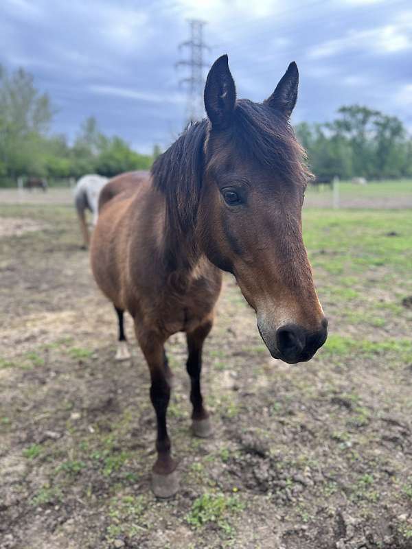 one-white-sock-a-star-horse