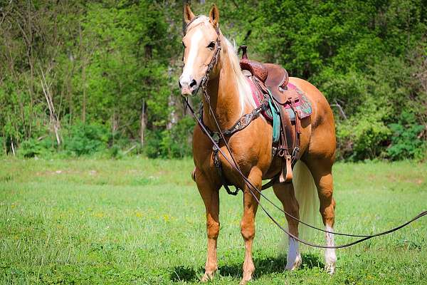 all-around-quarter-horse