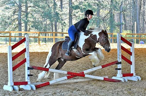 gentle-gypsy-vanner-horse