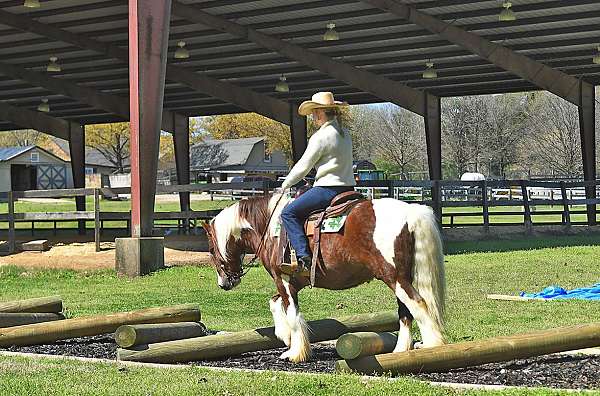 bombproof-gypsy-vanner-horse