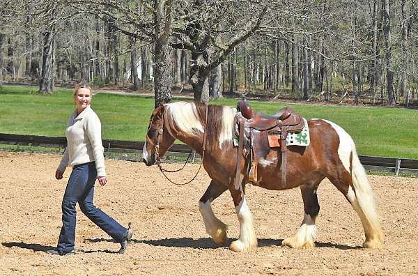 athletic-gypsy-vanner-horse