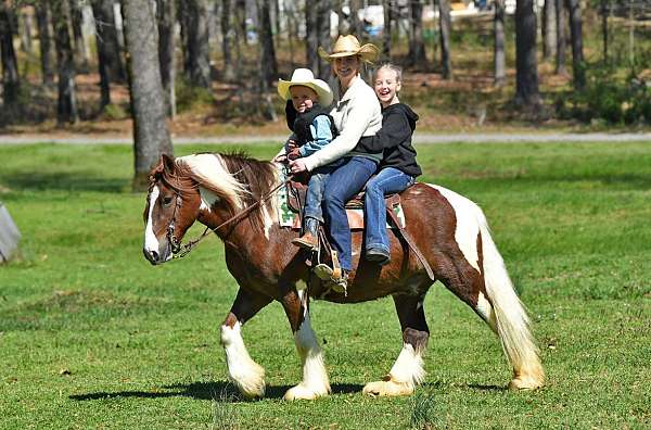 gelding-gypsy-vanner-horse