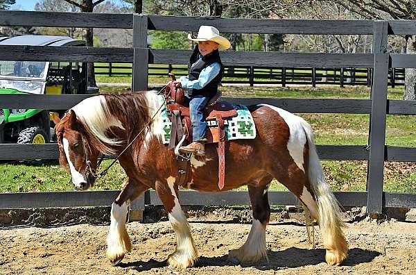 family-gypsy-vanner-horse