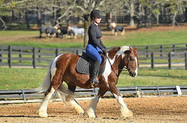 all-around-gypsy-vanner-horse