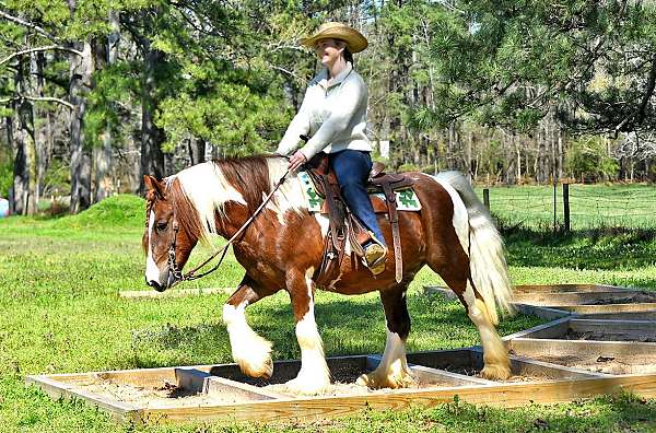 western-gypsy-vanner-horse