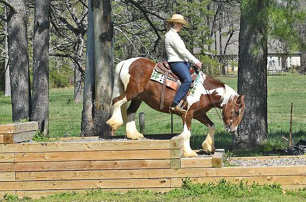 beginner-safe-gypsy-vanner-horse