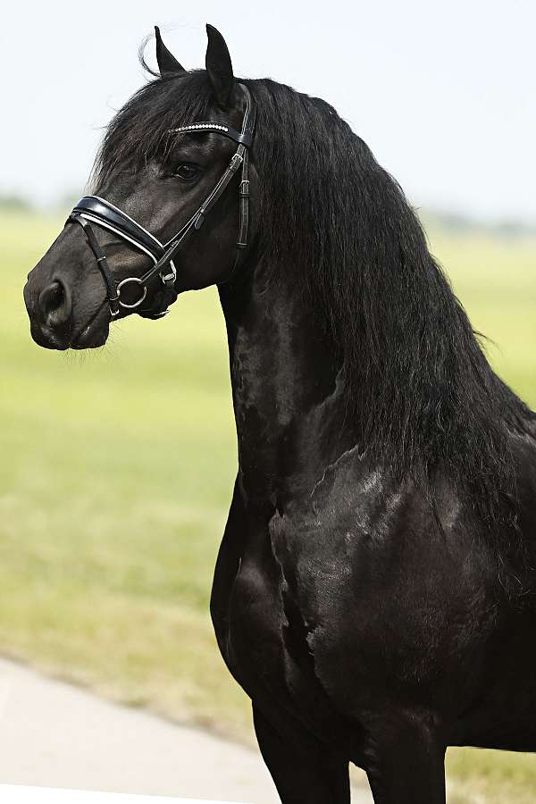 friesian-stallion-gelding