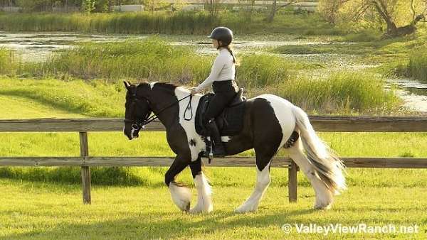 black-whitepiebald-horse