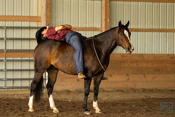 miller-gelding