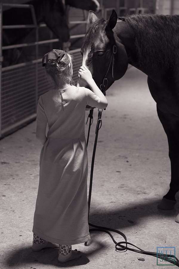 aqha-quarter-horse