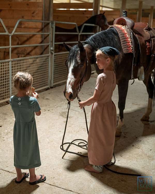 aqha-gelding-quarter-horse