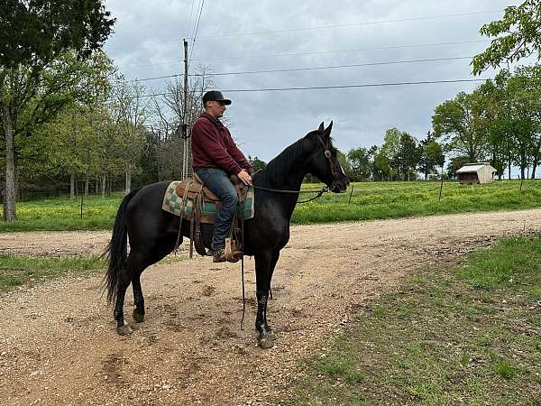 gaited-tennessee-walking-horse