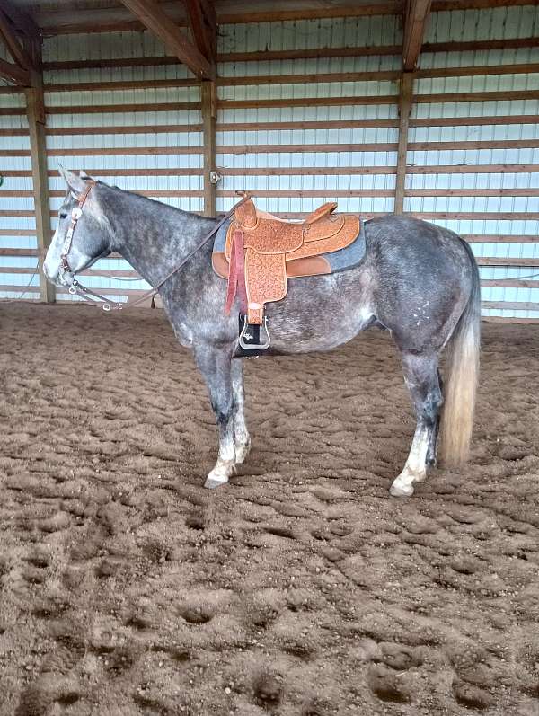 quarter-horse-gelding