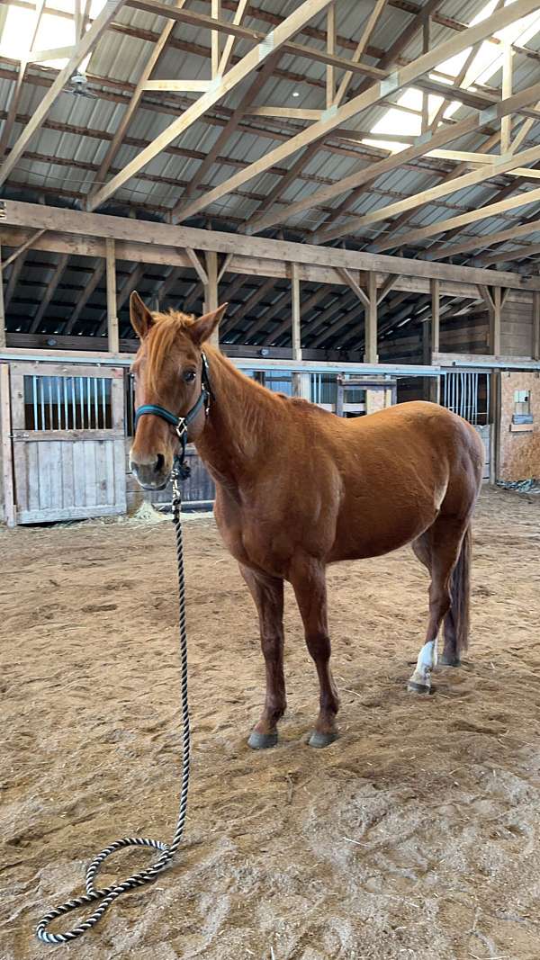 quarter-horse-gelding